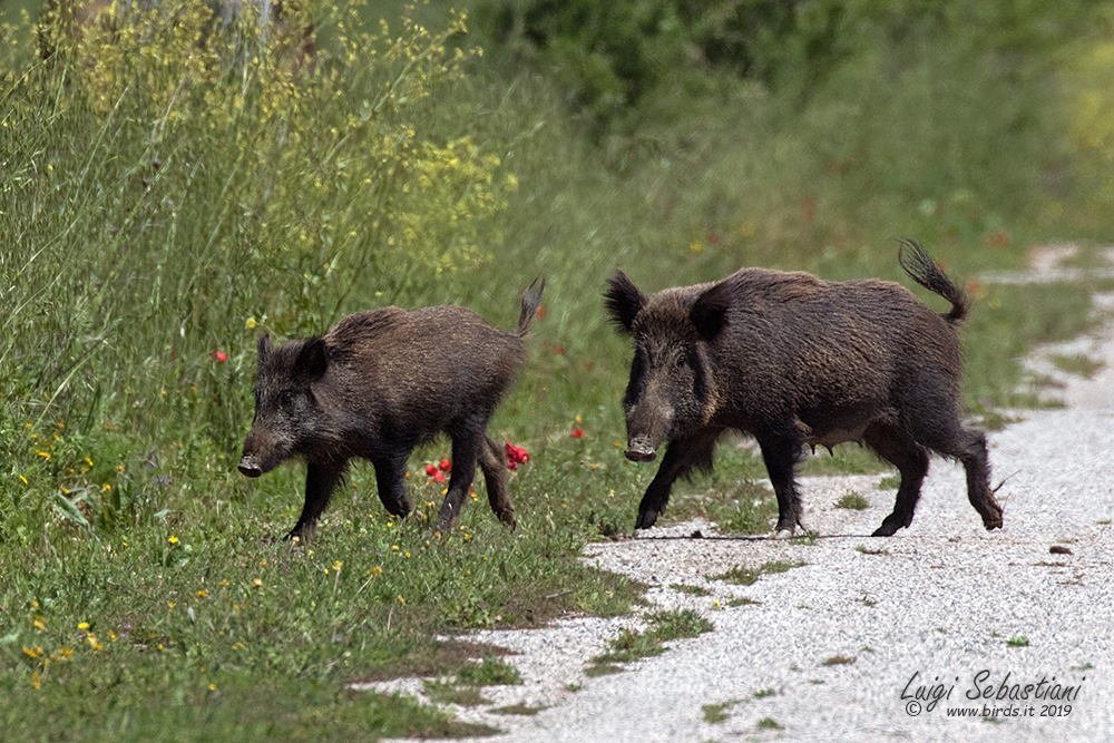 Cinghiale - Sus scrofa